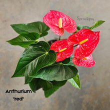 Load image into Gallery viewer, Anthurium &quot;Love heart&quot; Plant in a ceramic Pot LARGE
