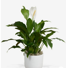 Load image into Gallery viewer, Special Occassion! -  Deluxe Seagrass Planter Gift Hamper
