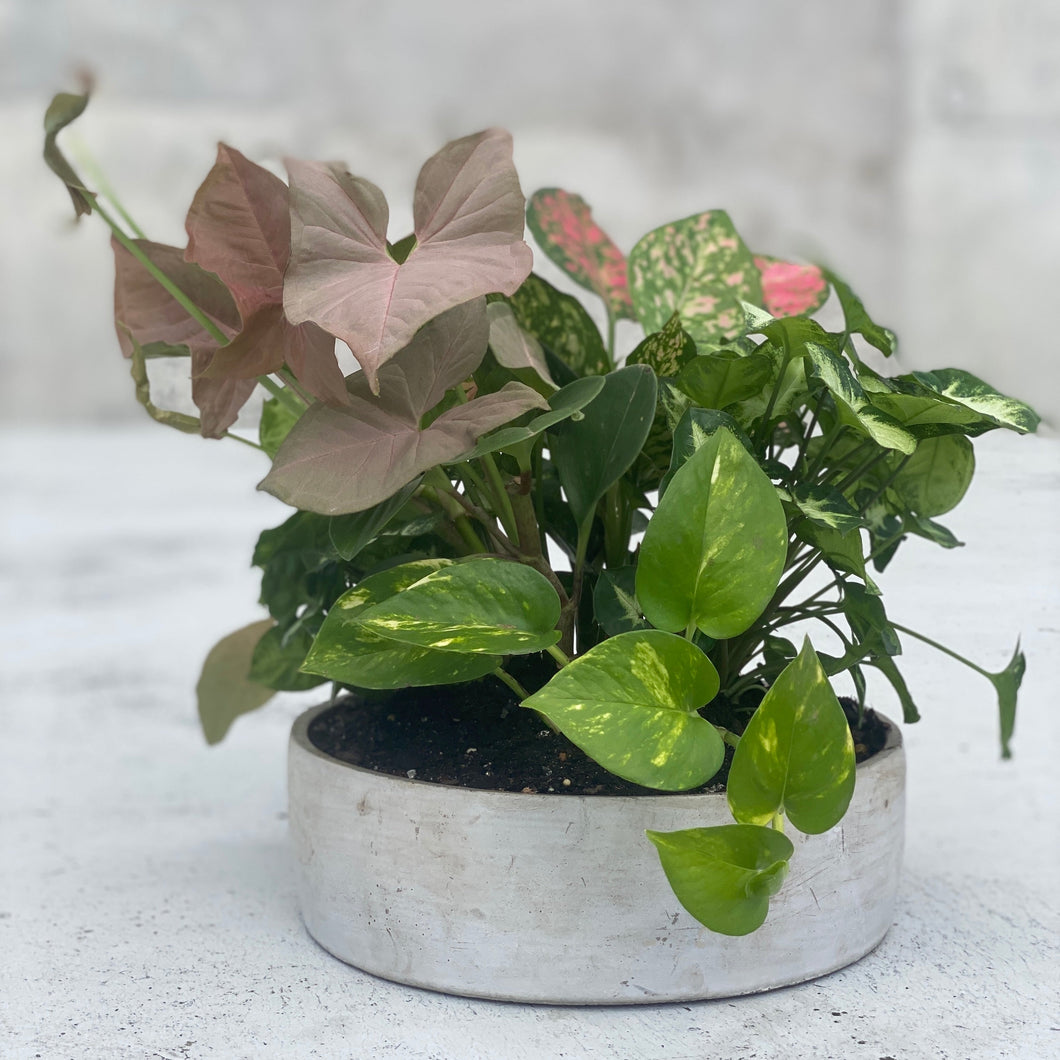 Stunning Syngonium Planter