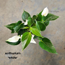 Load image into Gallery viewer, Anthurium - Large white ceramic pot
