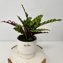 Load image into Gallery viewer, Calathea Insignis in a Ceramic Pot
