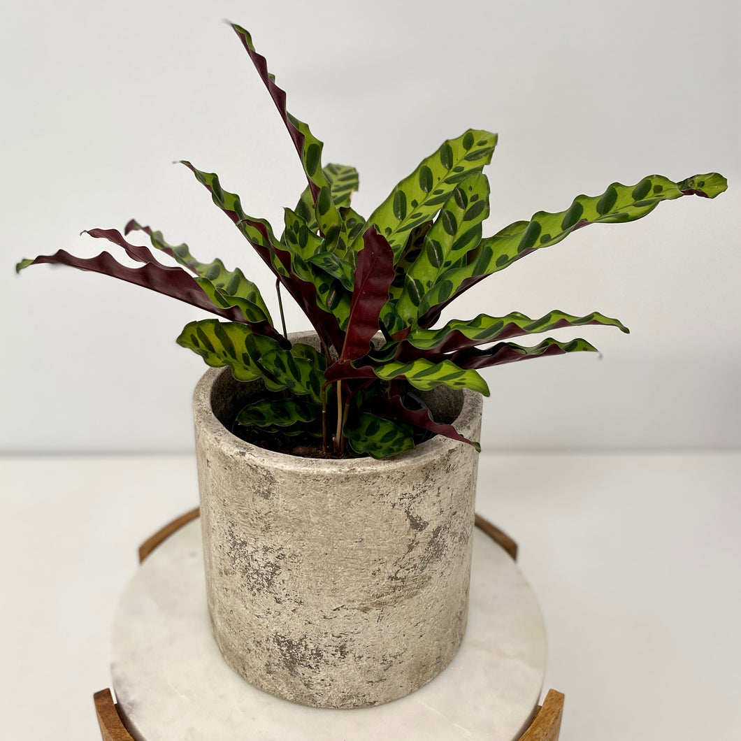 Calathea Insignis in a Ceramic Pot