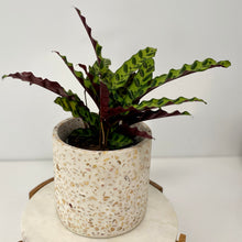 Load image into Gallery viewer, Calathea Insignis in a Ceramic Pot
