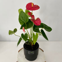 Load image into Gallery viewer, Flowering Anthurium in a Ceramic Pot (medium)
