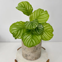 Load image into Gallery viewer, Calathea Orbifolia in a Gorgeous Pot
