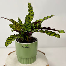 Load image into Gallery viewer, Calathea Insignis in a Ceramic Pot
