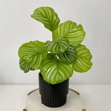 Load image into Gallery viewer, Calathea Orbifolia in a Gorgeous Pot
