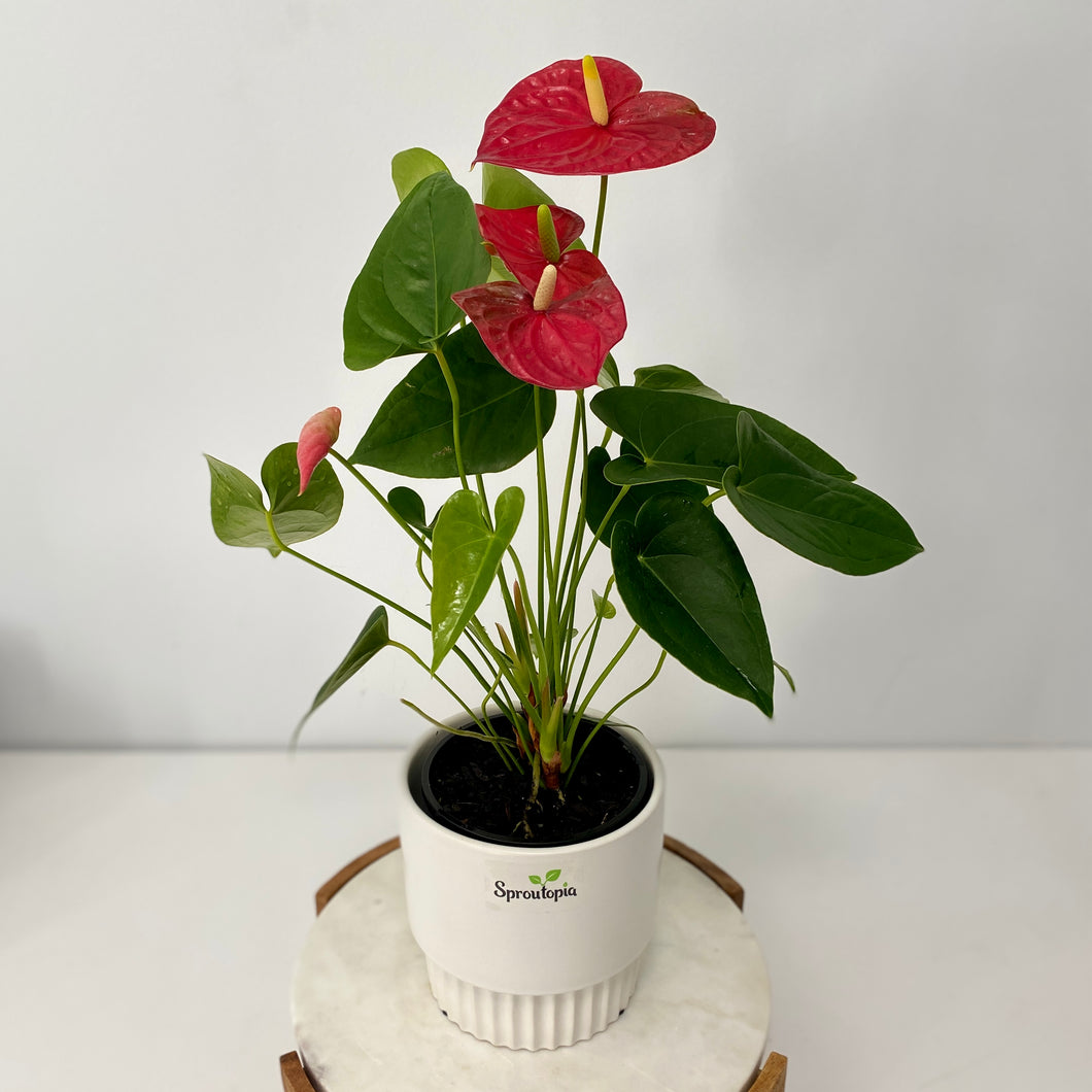 Flowering Anthurium in a Ceramic Pot  - various sizes