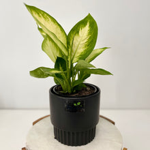 Load image into Gallery viewer, Dieffenbachia in a Gorgeous Pot
