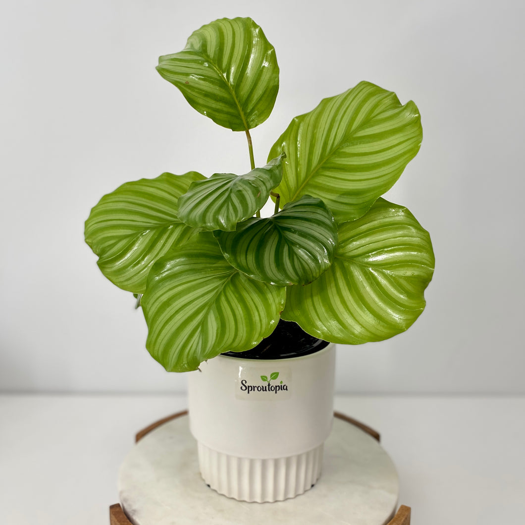 Calathea Orbifolia in a Gorgeous Pot