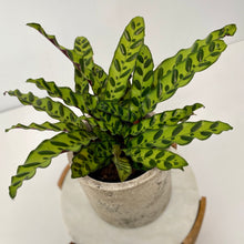 Load image into Gallery viewer, Calathea Insignis in a Ceramic Pot
