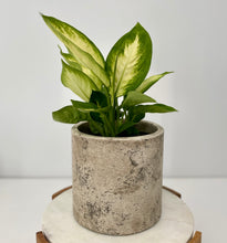 Load image into Gallery viewer, Dieffenbachia in a Gorgeous Pot
