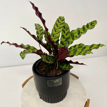 Load image into Gallery viewer, Calathea Insignis in a Ceramic Pot
