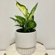 Load image into Gallery viewer, Dieffenbachia in a Gorgeous Pot
