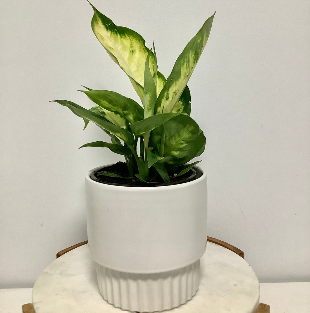 Dieffenbachia in a Gorgeous Pot