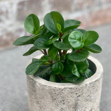 Load image into Gallery viewer, Peperomia Obtusifolia in Gorgeous Planter
