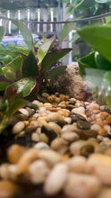 Load and play video in Gallery viewer, Round Terrarium with Ferns, Peperomias and Feature Stone
