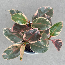 Load image into Gallery viewer, Ficus Elastica ‘Rubber Plant’ in a Pot
