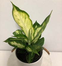 Load image into Gallery viewer, Dieffenbachia in a Gorgeous Pot
