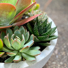 Load image into Gallery viewer, The Flap Jack Succulent Bowl
