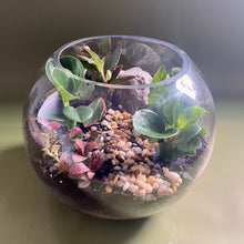 Load image into Gallery viewer, Round Terrarium with Ferns, Peperomias and Feature Stone
