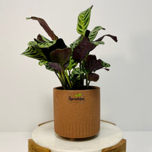 Load image into Gallery viewer, Ctananthe “Burle Marxii” in a Stylish Pot
