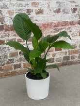 Load image into Gallery viewer, Spathiphyllum Peace Lily ‘Giant Sensation’ in Gorgeous Planter
