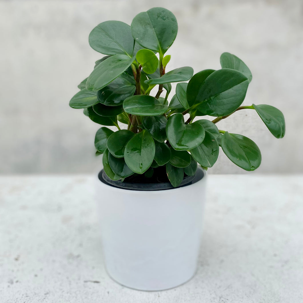 Peperomia Obtusifolia in Gorgeous Planter