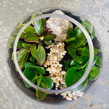 Load image into Gallery viewer, Round Terrarium with Ferns, Peperomias and Feature Stone
