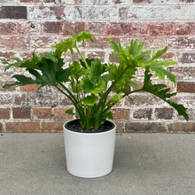 Load image into Gallery viewer, Philodendron Hope in a Planter
