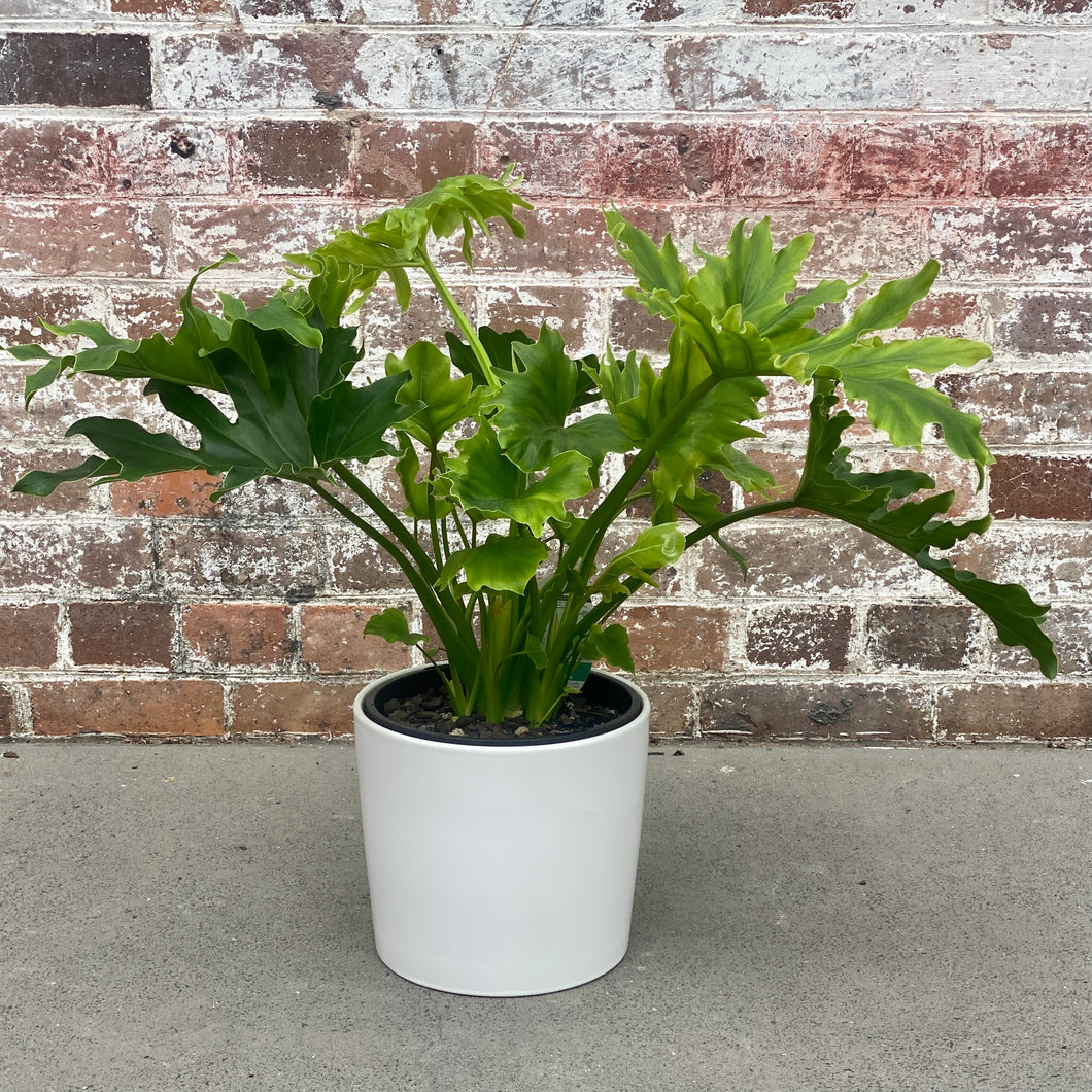 Philodendron Hope in a Planter