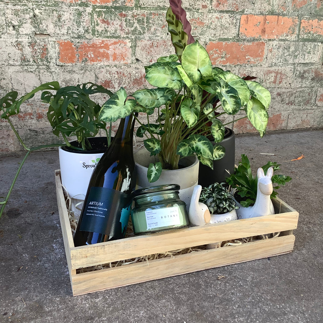 Happy New Home Plant Hamper