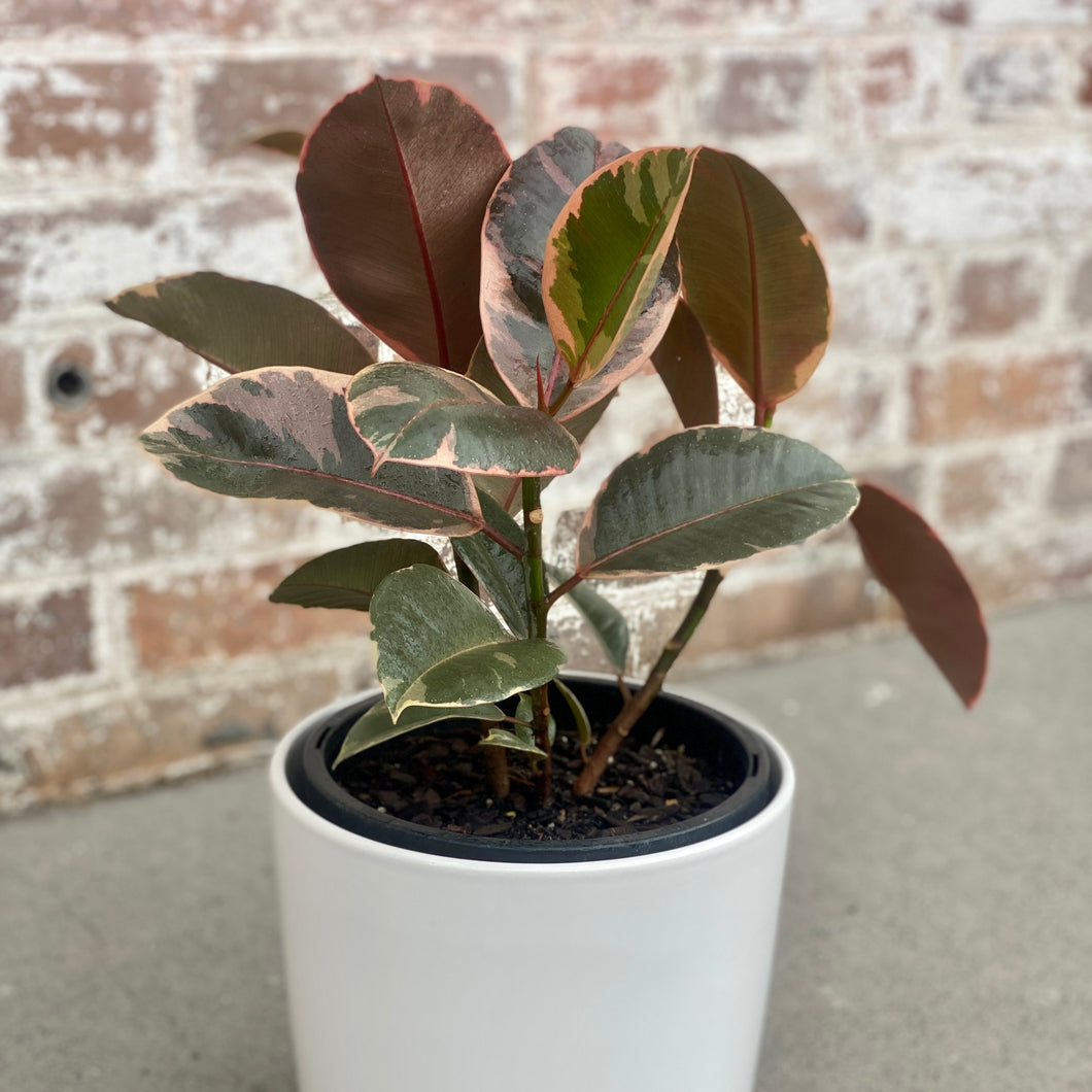 Ficus Elastica ‘Rubber Plant’ in a Pot