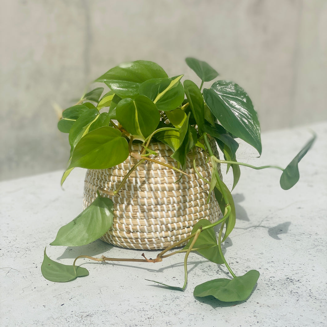 Philodendron Brasil in a Wicker Basket