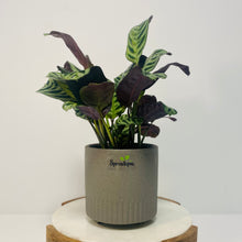 Load image into Gallery viewer, Ctananthe “Burle Marxii” in a Stylish Pot
