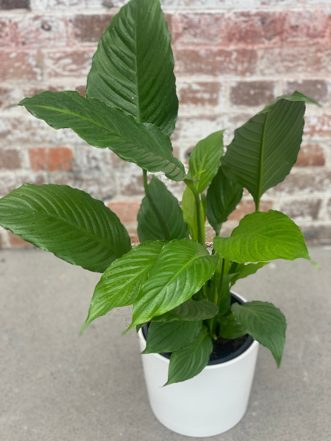 Spathiphyllum Peace Lily ‘Giant Sensation’ in Gorgeous Planter