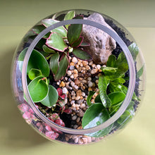 Load image into Gallery viewer, Round Terrarium with Ferns, Peperomias and Feature Stone
