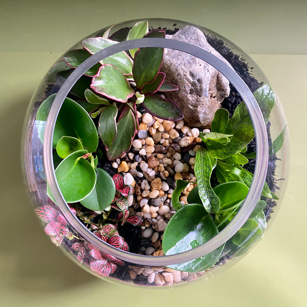 Round Terrarium with Ferns, Peperomias and Feature Stone