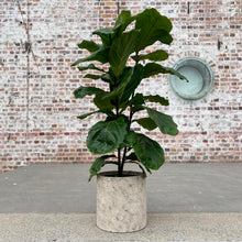 Load image into Gallery viewer, Ficus Lyrata ‘Fiddle Leaf Fig’ in a Ceramic Pot
