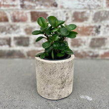 Load image into Gallery viewer, Peperomia Obtusifolia in Gorgeous Planter
