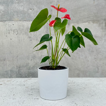 Load image into Gallery viewer, Large Planter Gift Hamper
