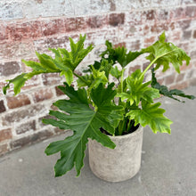 Load image into Gallery viewer, Philodendron Hope in a Planter
