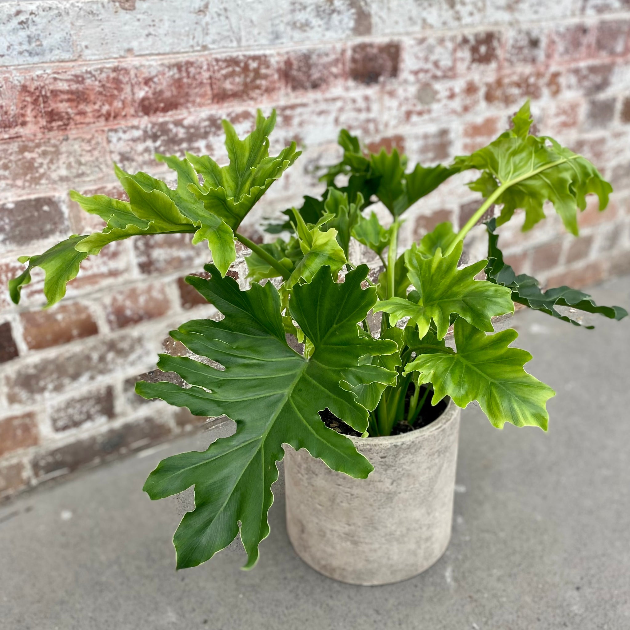 philodendron hope height Philodendron Hope in a Planter – Sproutopia
