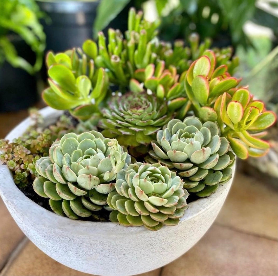 Ben Badis Succulent Bowl