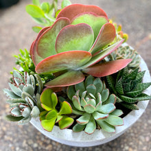 Load image into Gallery viewer, The Flap Jack Succulent Bowl
