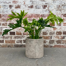 Load image into Gallery viewer, Philodendron Hope in a Planter
