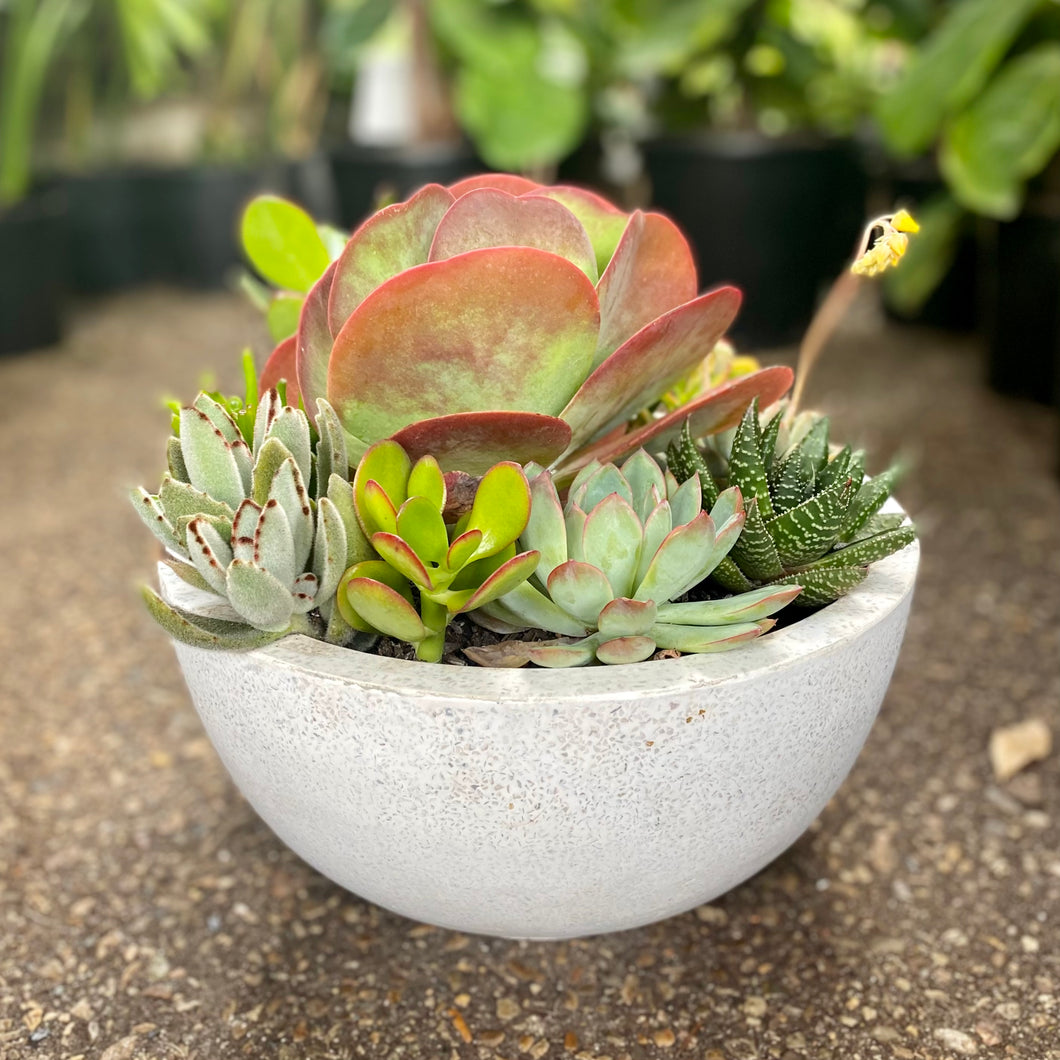 The Flap Jack Succulent Bowl