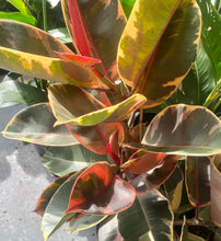 Load image into Gallery viewer, Ficus Elastica ‘Rubber Plant’ in a Pot
