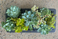 Load image into Gallery viewer, Succulent Box Packed full of Goodies!
