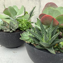 Load image into Gallery viewer, The Flap Jack Succulent Bowl
